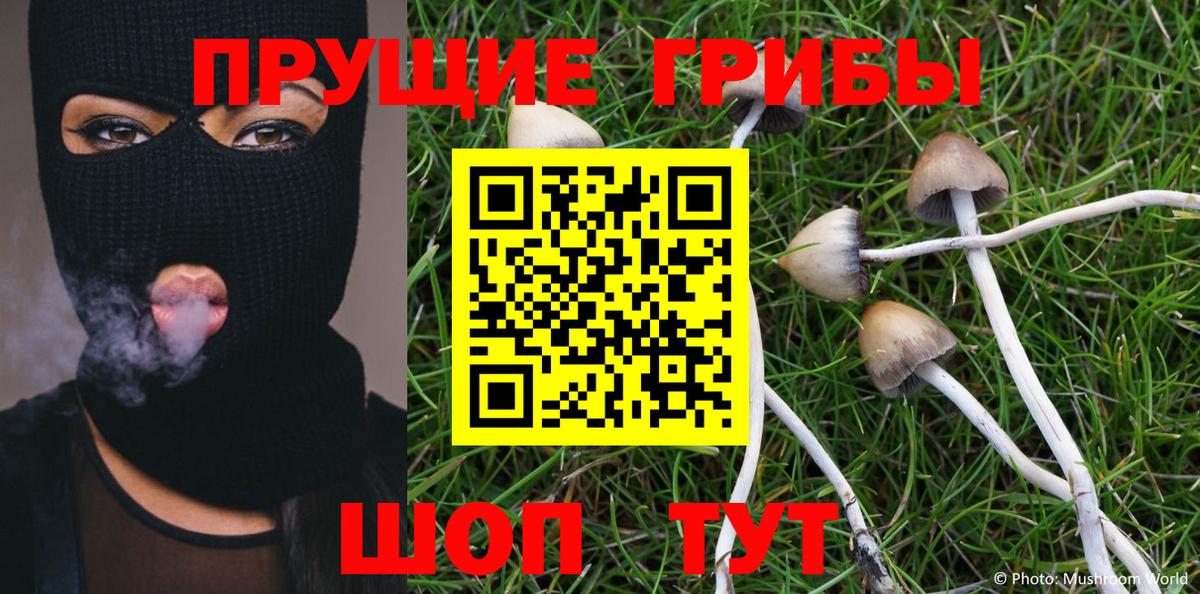 Псилоцибиновые грибы Psilocybine cubensis Сланцы